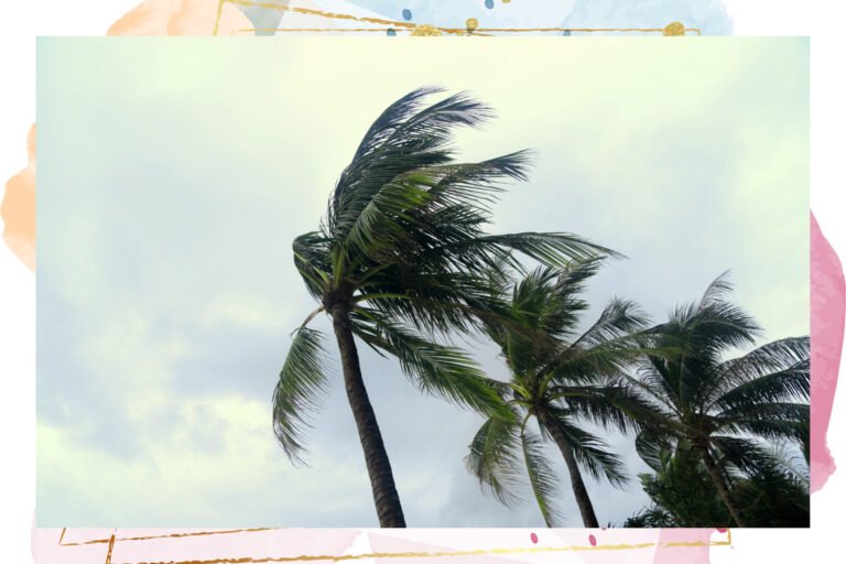 Like a Palm Tree: Rising Above Life’s Storms With Faith, Hope, and Resilience
